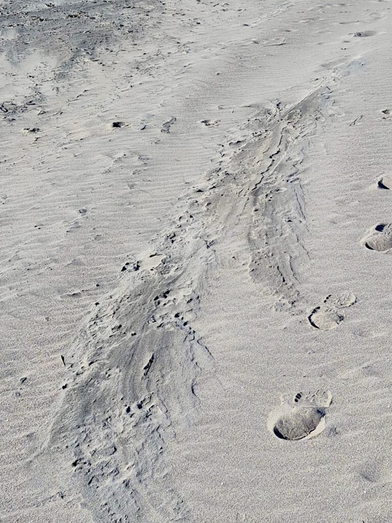 Zandmotor 3.13 februari 2025