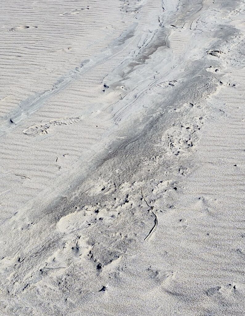 Zandmotor 3.14 Februari 2025