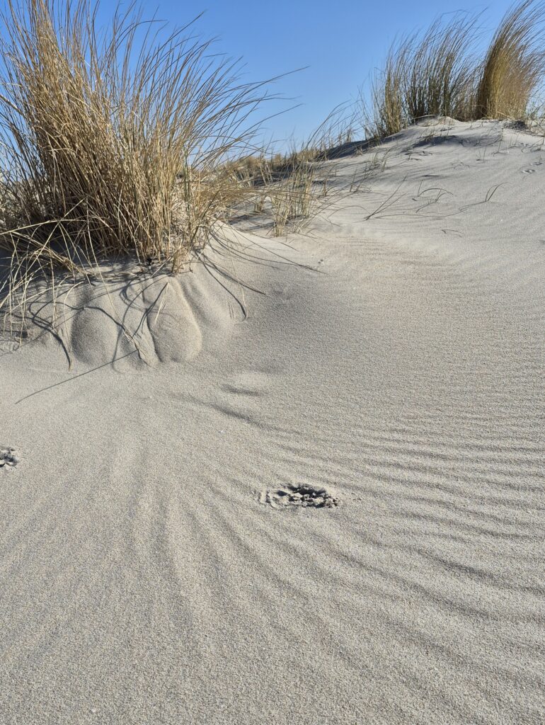 Zandmotor 3.24 Februari 2025