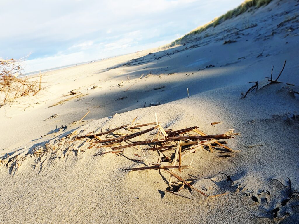 Renesse 1.11 januari 2025