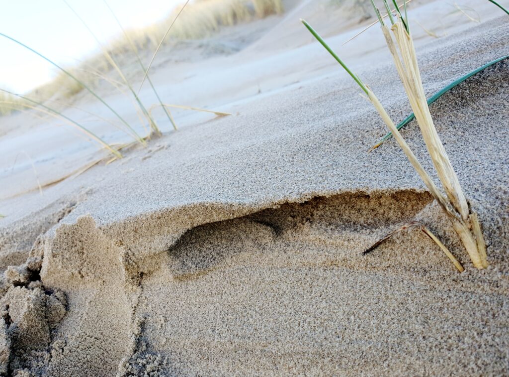 Renesse 1.6 januari 2025